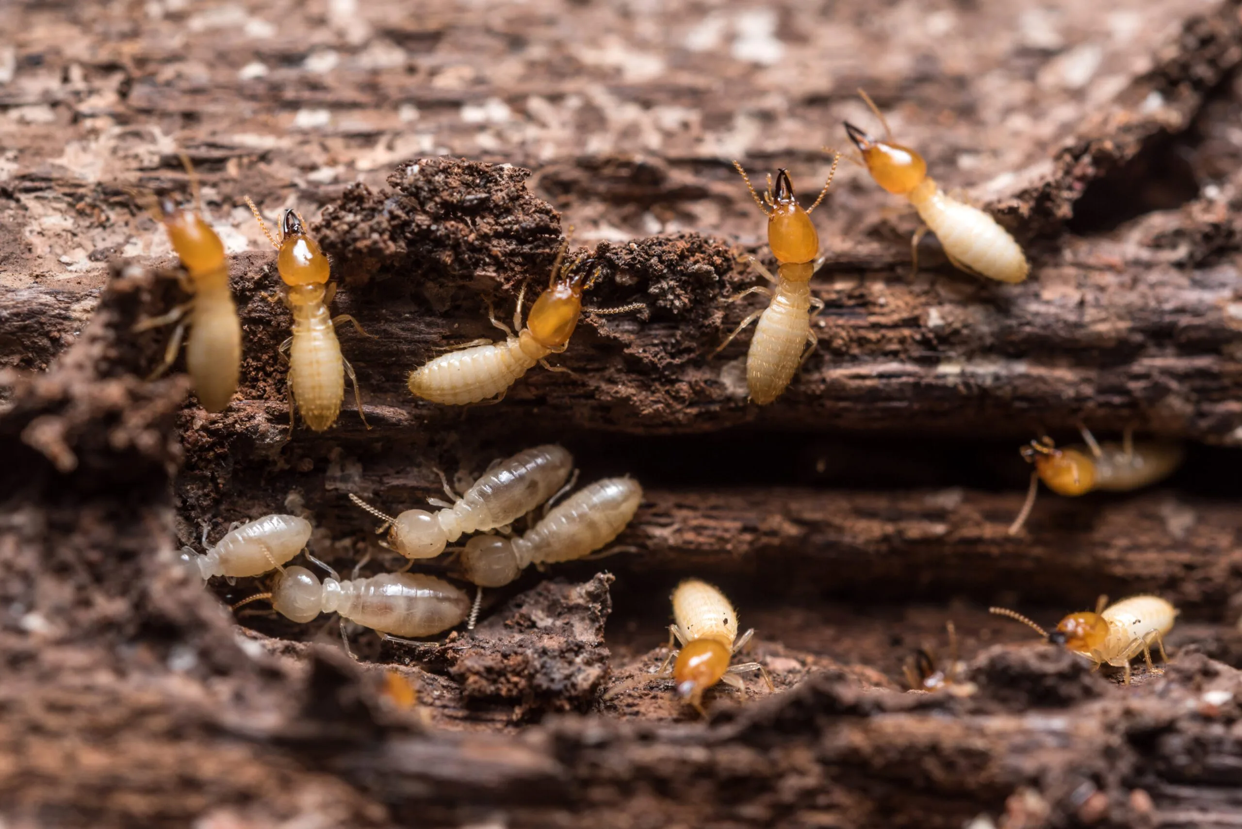 A close-up of beige termites crawling on dark, textured wood, showcasing their small bodies and distinctive orange-colored heads. A Good Neighbor Property Solutions in the Tampa Bay Area, Florida
