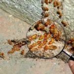 termite control